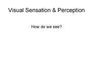 Visual Sensation