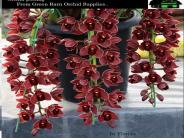 Orchid Potting