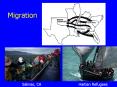 Migration PowerPoint PPT Presentation