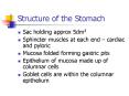 Structure of the Stomach PowerPoint PPT Presentation