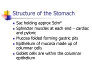 Structure of the Stomach