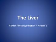 The Liver