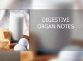 DIGESTIVE ORGAN NOTES PowerPoint PPT Presentation