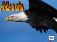 The story of the Eagle PowerPoint PPT Presentation