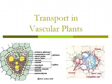 Transport%20in%20Vascular%20Plants