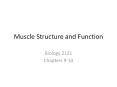 Muscle Structure and Function PowerPoint PPT Presentation