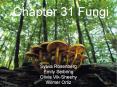 Chapter 31 Fungi PowerPoint PPT Presentation