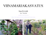 VIINAMARJAKASVATUS