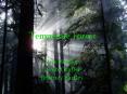 Temperate Forest PowerPoint PPT Presentation