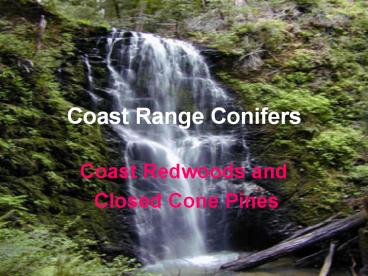 Coast Range Conifers