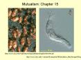 Mutualism: Chapter 15 PowerPoint PPT Presentation