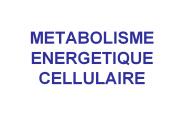METABOLISME ENERGETIQUE CELLULAIRE
