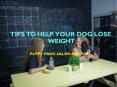 Tips To Help Your Dog Lose Weight PowerPoint PPT Presentation