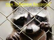How To Remove Raccoons?