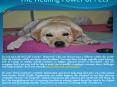 The Healing Power of Pets PowerPoint PPT Presentation