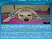 The Healing Power of Pets