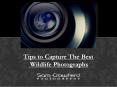 Tips to Capture The Best Wildlife Photographs PowerPoint PPT Presentation