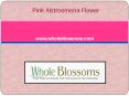 Pink Alstroemeria Flower PowerPoint PPT Presentation