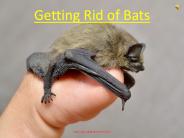 Getting Rid of Bats