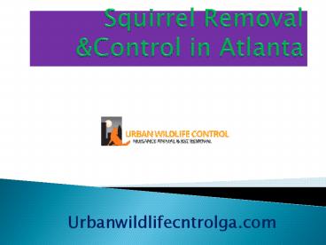 Squirrel Control & Removal In Atlanta