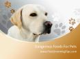 Dangerous Food For Dogs (1) PowerPoint PPT Presentation
