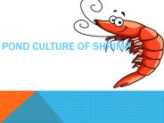 Shrimp Culture in Ponds