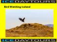 Bird Watching Tours Iceland PowerPoint PPT Presentation