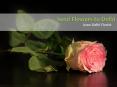 Send Flowers to Delhi Same Day, Quick and Affordable Delivery PowerPoint PPT Presentation