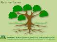 Rhizome Barrier - Root Barrier PowerPoint PPT Presentation
