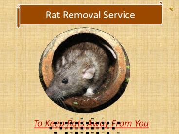 Rat Removal Service