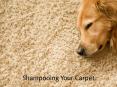 Shampooing Your Carpet