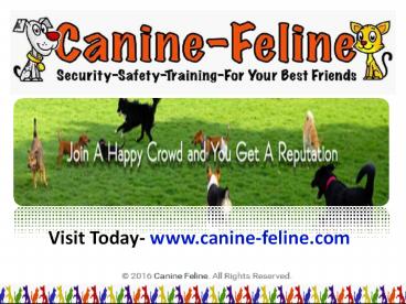 Dog and Cat Claw Caps