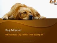 Dog Adoption