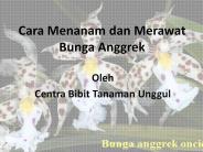 Cara menanam dan merawat bunga anggrek