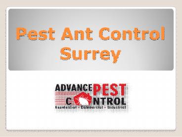 Pest Ant Control Surrey
