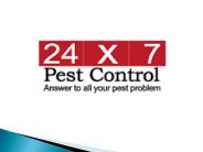 Cockroach Control Services | Rat Control Services