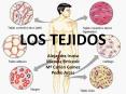LOS TEJIDOS PowerPoint PPT Presentation