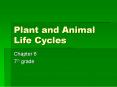 Plant and Animal Life Cycles PowerPoint PPT Presentation