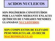 ACIDOS NUCLEICOS