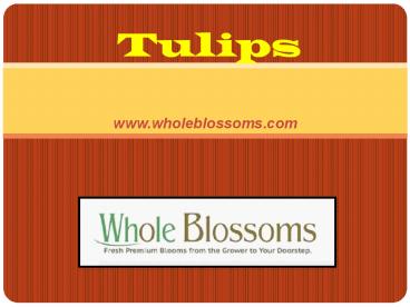 Wholesale Tulip Flowers - www.wholeblossoms.com