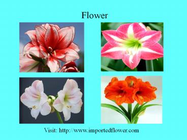 Amaryllis wholesale flowers in east delhi