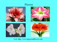 Amaryllis wholesale flowers in east delhi PowerPoint PPT Presentation