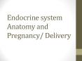 Endocrine system Anatomy and Pregnancy/ Delivery PowerPoint PPT Presentation