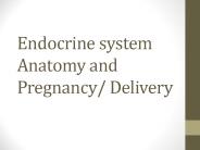 Endocrine system Anatomy and Pregnancy/ Delivery
