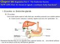 Chapter 26: Regulation Part I - The Endocrine System PowerPoint PPT Presentation