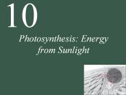 Photosynthesis:%20Energy%20from%20Sunlight