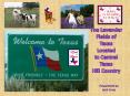 The Lavender Fields of Texas PowerPoint PPT Presentation