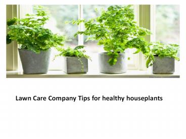 Lawn Care Company Tips for healthy houseplants