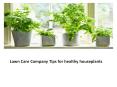 Lawn Care Company Tips for healthy houseplants PowerPoint PPT Presentation