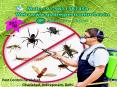 Pest Control Faridabad, Ghaziabad, Indirapuram, Delhi Call 9811381458 PowerPoint PPT Presentation